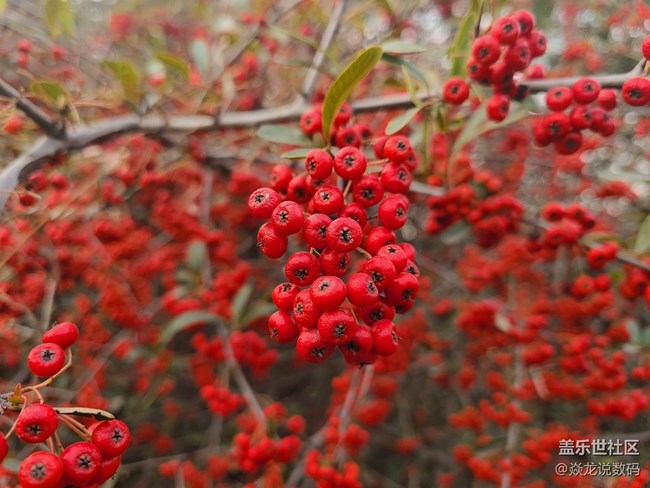 【微距作品】求2-4圖中紅色小漿果的名字，感覺非常好看