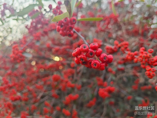 【微距作品】求2-4圖中紅色小漿果的名字，感覺非常好看