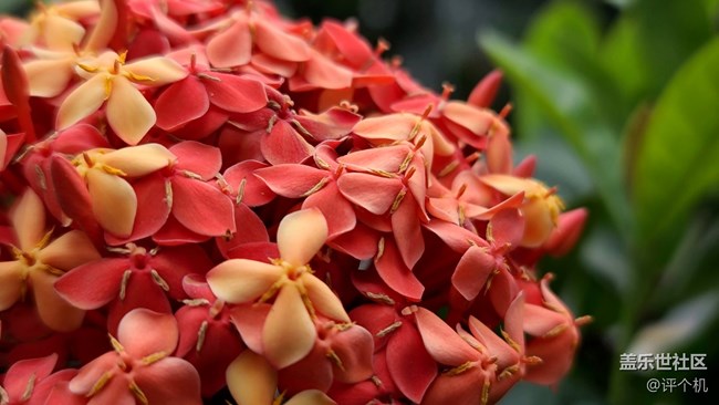 1.08億四攝鏡頭魅力，三星S20 Ultra微距樣張