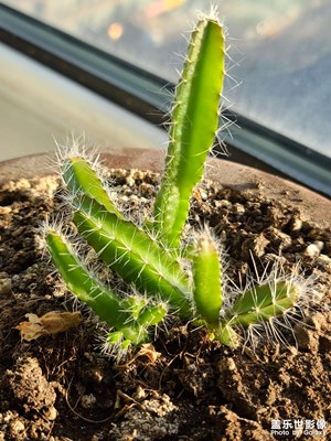 種植的火龍果