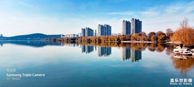 湖邊看柳