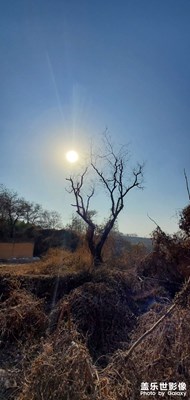 note10+亂拍大樹(shù)和太陽(yáng)