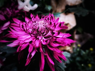 【捕捉精彩】+綻放