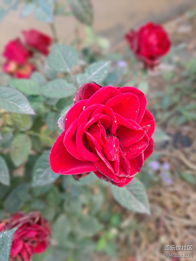 三星A71實(shí)時(shí)虛化拍照很不錯(cuò)，可以虛化背景讓照片更有意境