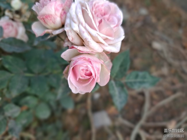 三星A71實(shí)時(shí)虛化拍照很不錯(cuò)，可以虛化背景讓照片更有意境