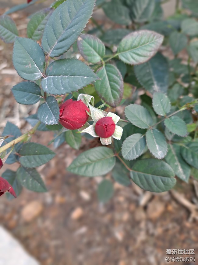 三星A71實(shí)時(shí)虛化拍照很不錯(cuò)，可以虛化背景讓照片更有意境