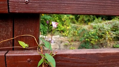 【捕捉精彩】+發(fā)現(xiàn)生活中的美