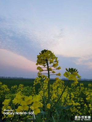 冬天過去了，又要到了，油菜花盛開的季節(jié)
