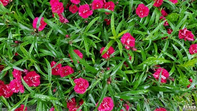 【難忘2020】+普通的日子過得浪漫一點