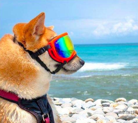 已開獎【1月寵物第一期】-元旦將至，怎樣帶著寵物去旅行？