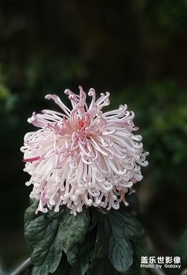 [難忘2020]——菊花芬芳