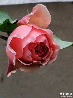 冬天陽臺上月季花