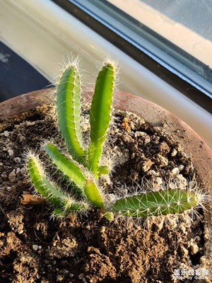 火龍果