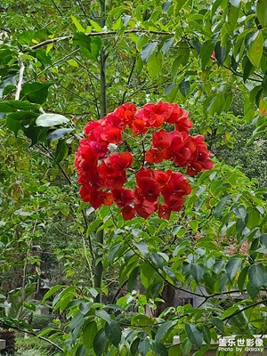 復活的鮮花