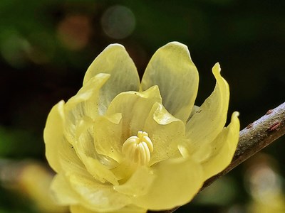 【你好2021】+馨香蠟梅迎新年