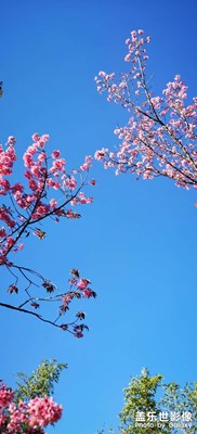 昆明的藍和花