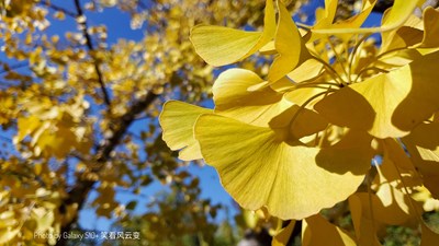 GalaxyS10+   陽光山谷