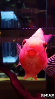 【你好2021】+年年有余