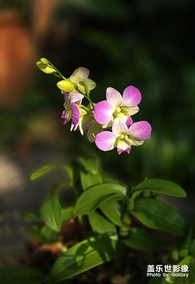 【你好2021】——蘭花盛開