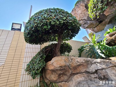 午后陽(yáng)光