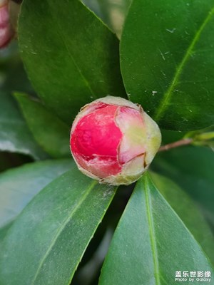 茶花