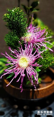 深圳東湖菊展
