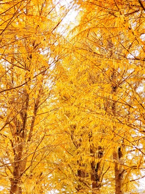 【奇妙之城】+林間之美