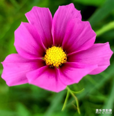 S20ultra拍攝花