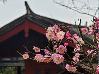 【奇妙之城】+冬季到麗江來賞梅