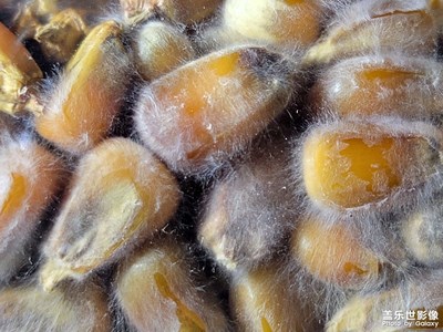 食用菌菌絲