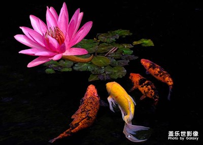 美圖