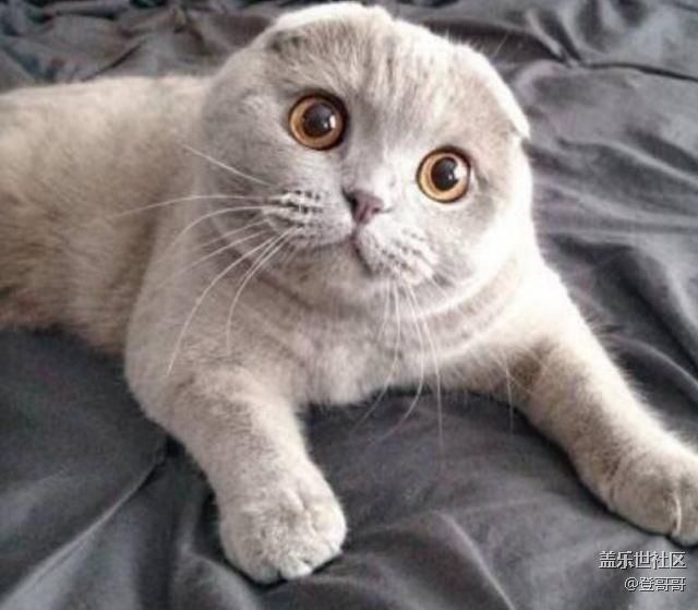 已開(kāi)獎(jiǎng)【1月寵物第四期】-你最喜歡的貓咪品種