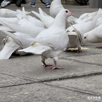廣場(chǎng)上的白鴿，