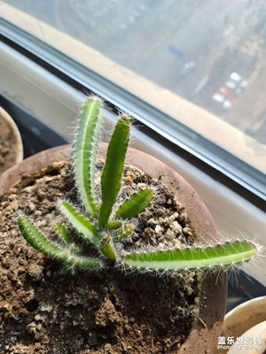 漸漸長大的火龍果