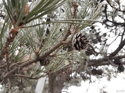今天 大霧 雖能見度低 但有樹掛