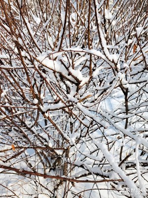 中雪