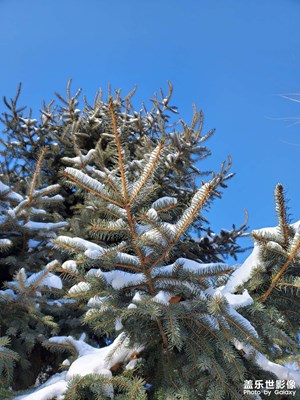 雪壓青松