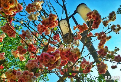 櫻花美