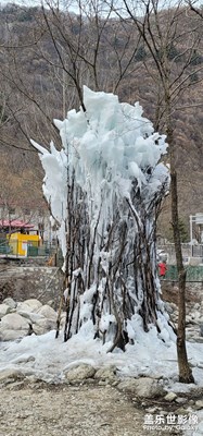 冰樹