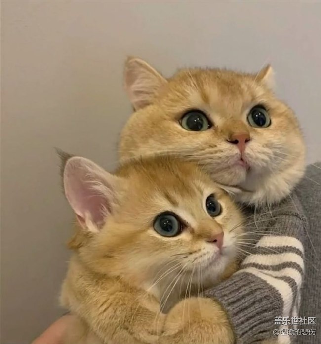 已開(kāi)獎(jiǎng)【2月寵物第一期】春節(jié)寵物怎么辦？