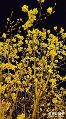 玉蘭花開～