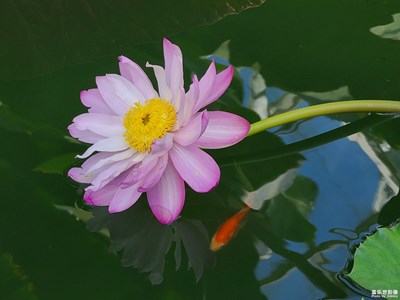 愛蓮