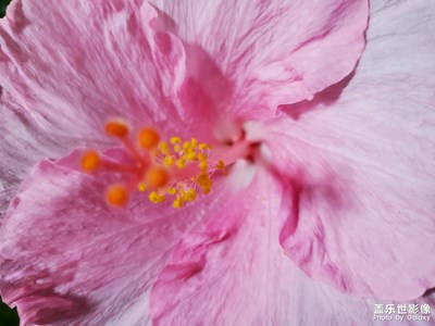 鮮花