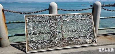 野生海魚