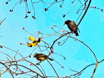 【遇見美好】+冬林煦陽聽鳥唱，百花始發(fā)梅催春