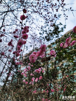 紅梅報春來