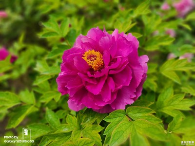 【遇見美好】+花開富貴