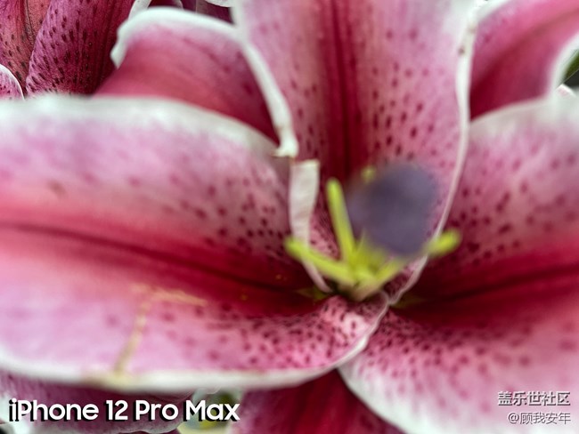 微距之間的較量，三星Galaxy S21 Ultra完勝！