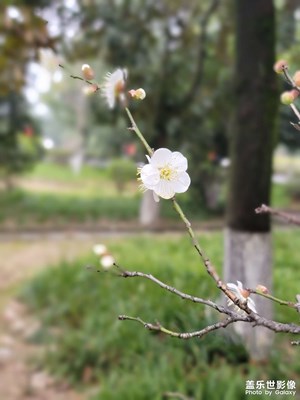 櫻花