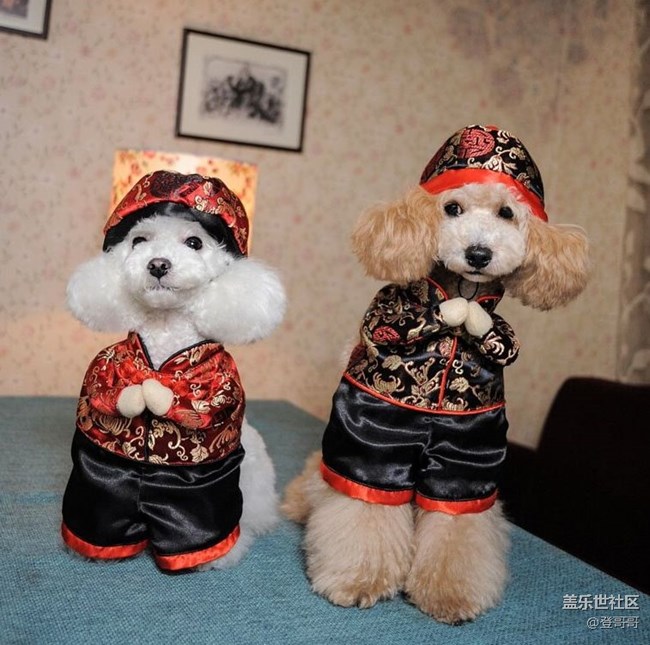 【寵物新年特別期】寵物新年大逗秀